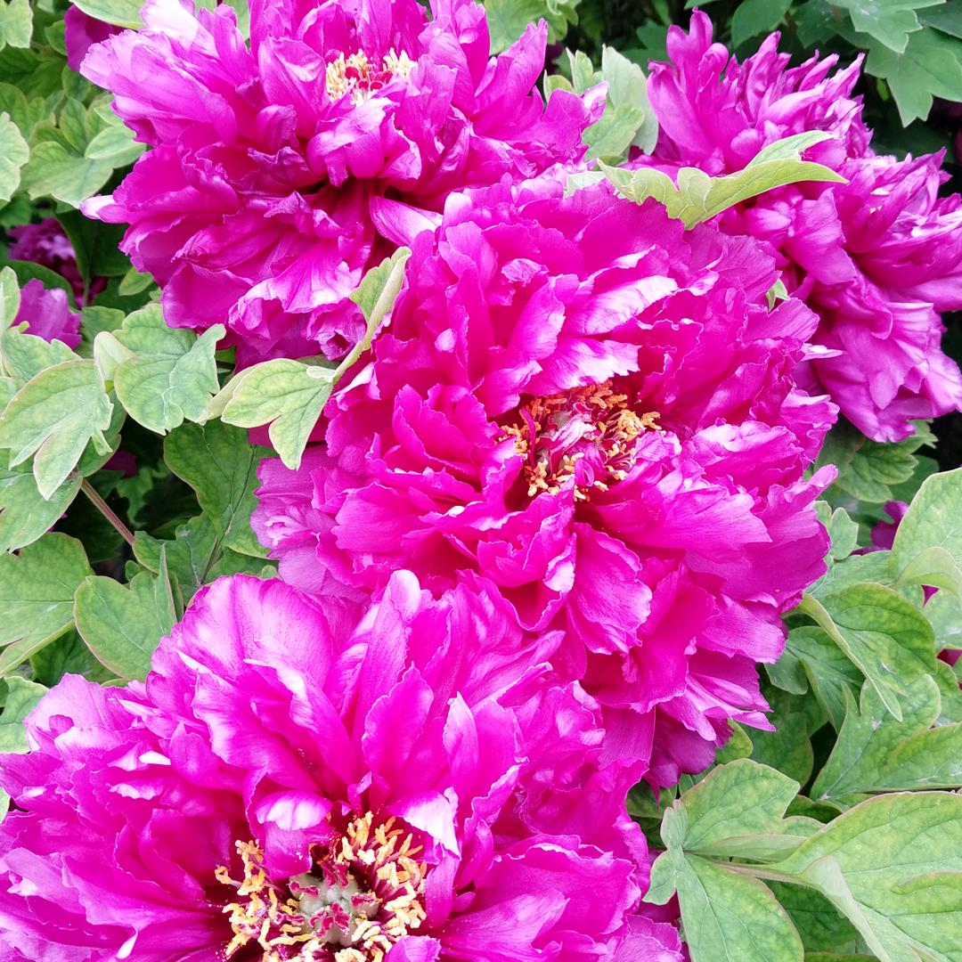 柔情似水～（连赞拉黑）