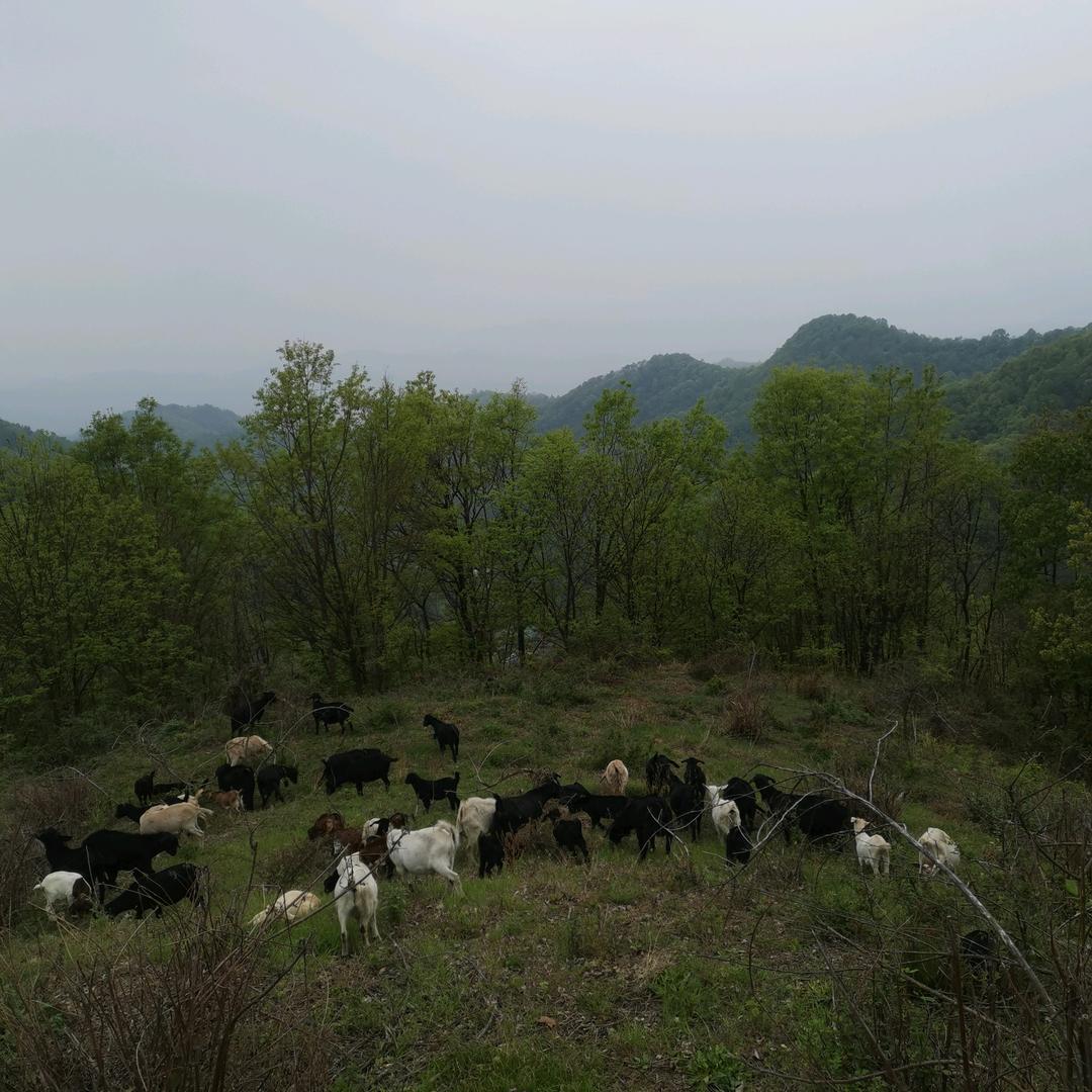 养羊星星爱山歌