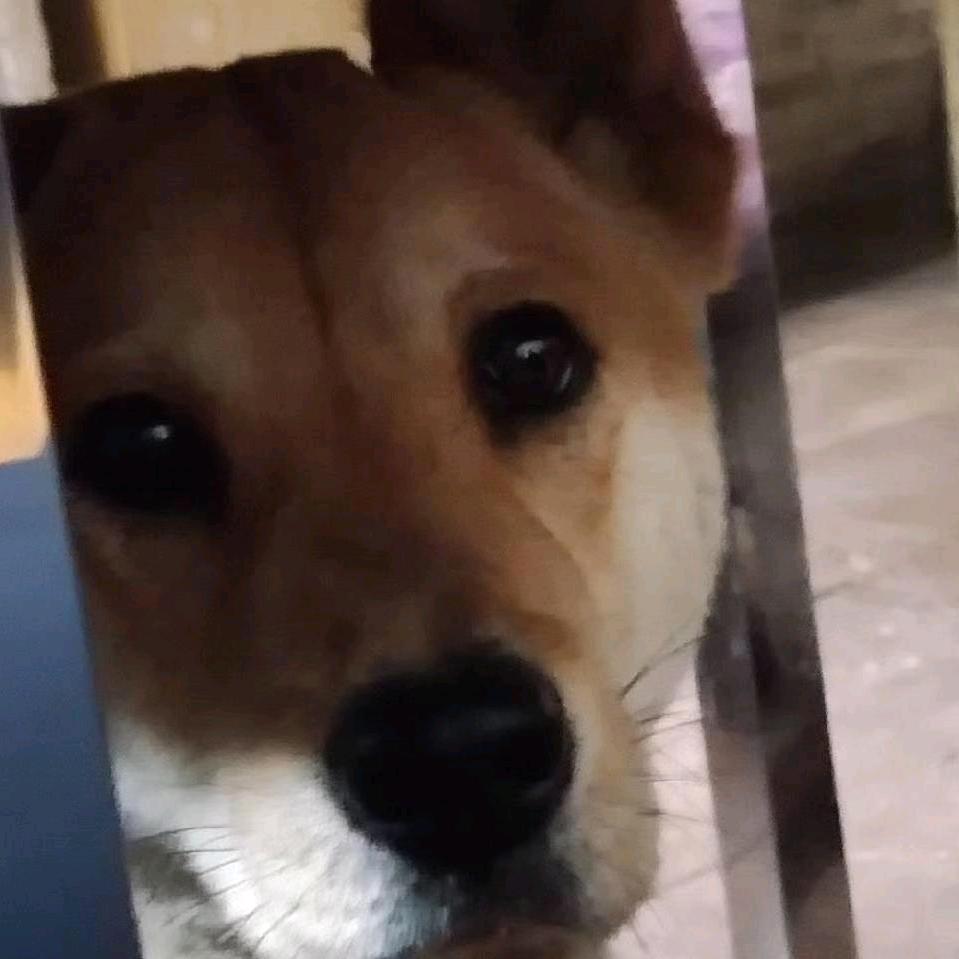 孤星寒月