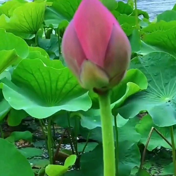 ❤️静如水
