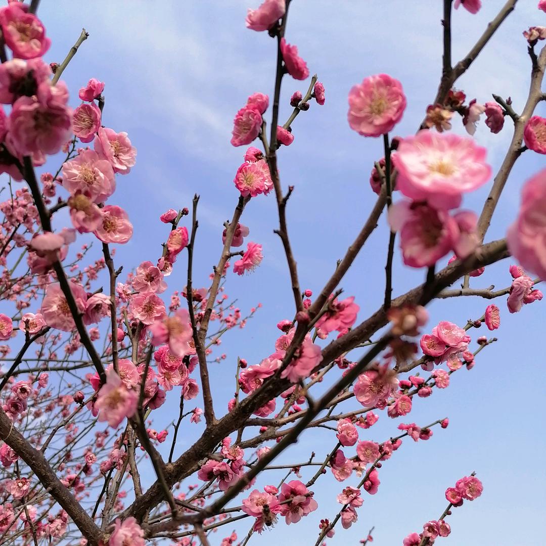 梅、兰、竹、菊