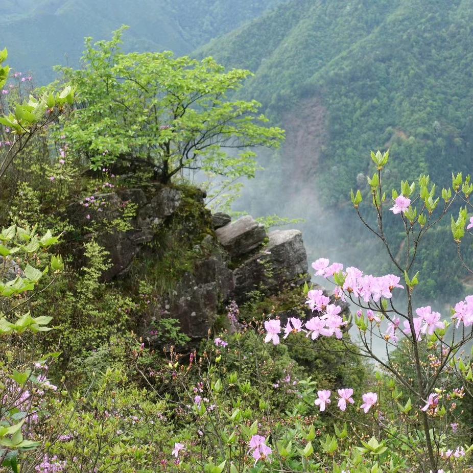 山居如诗