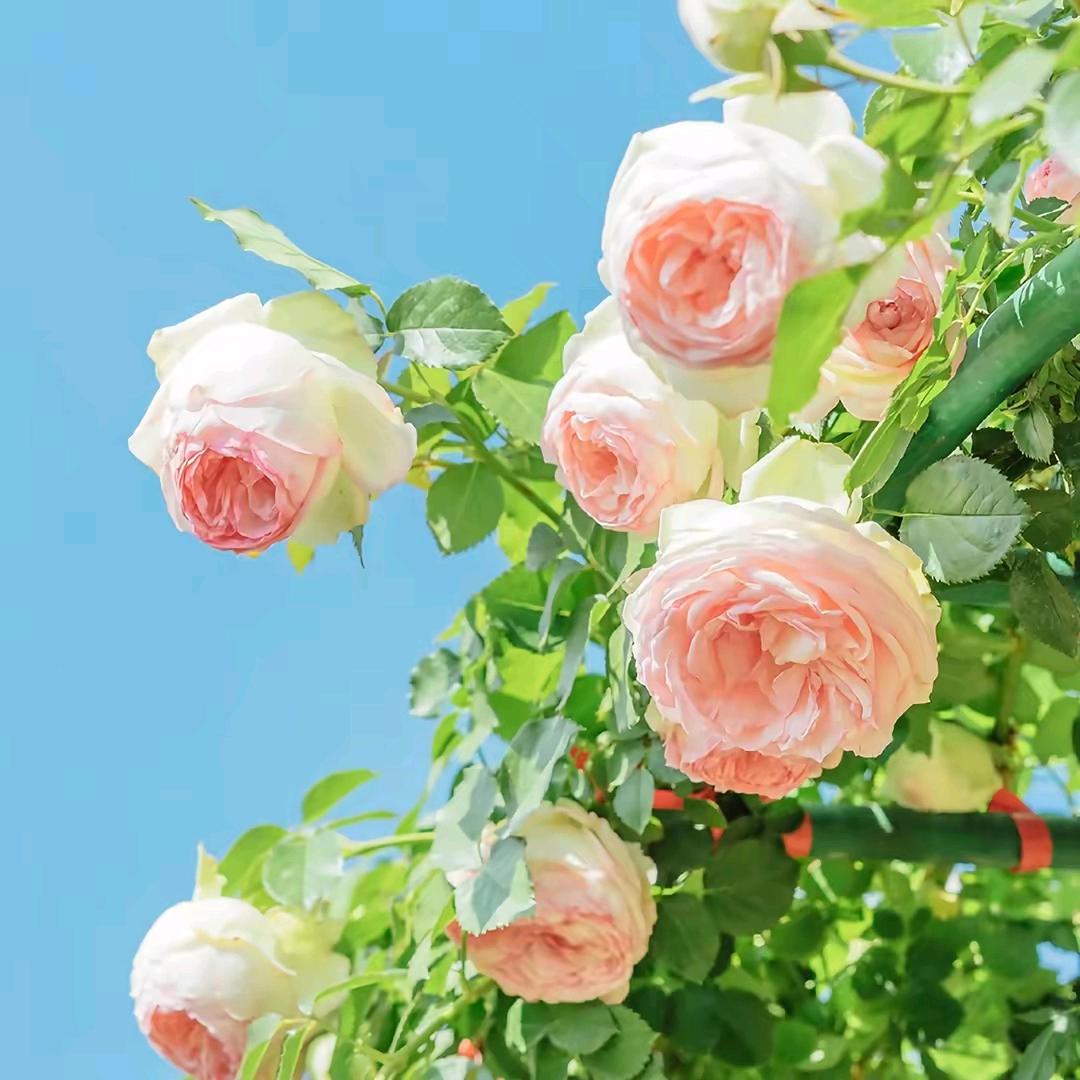 蕾