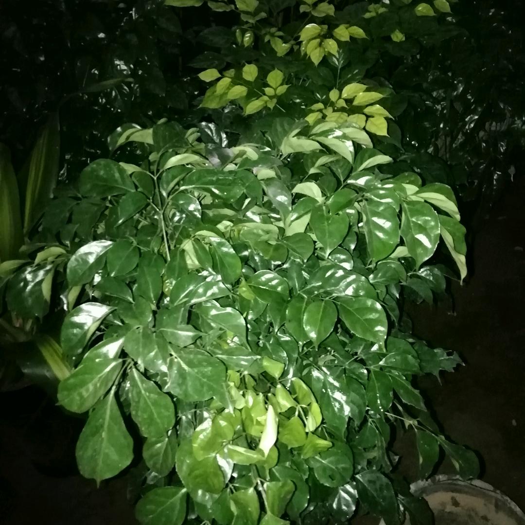 天天开心