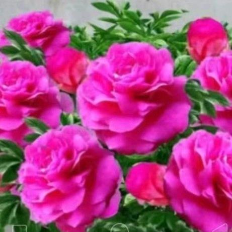 甜蜜