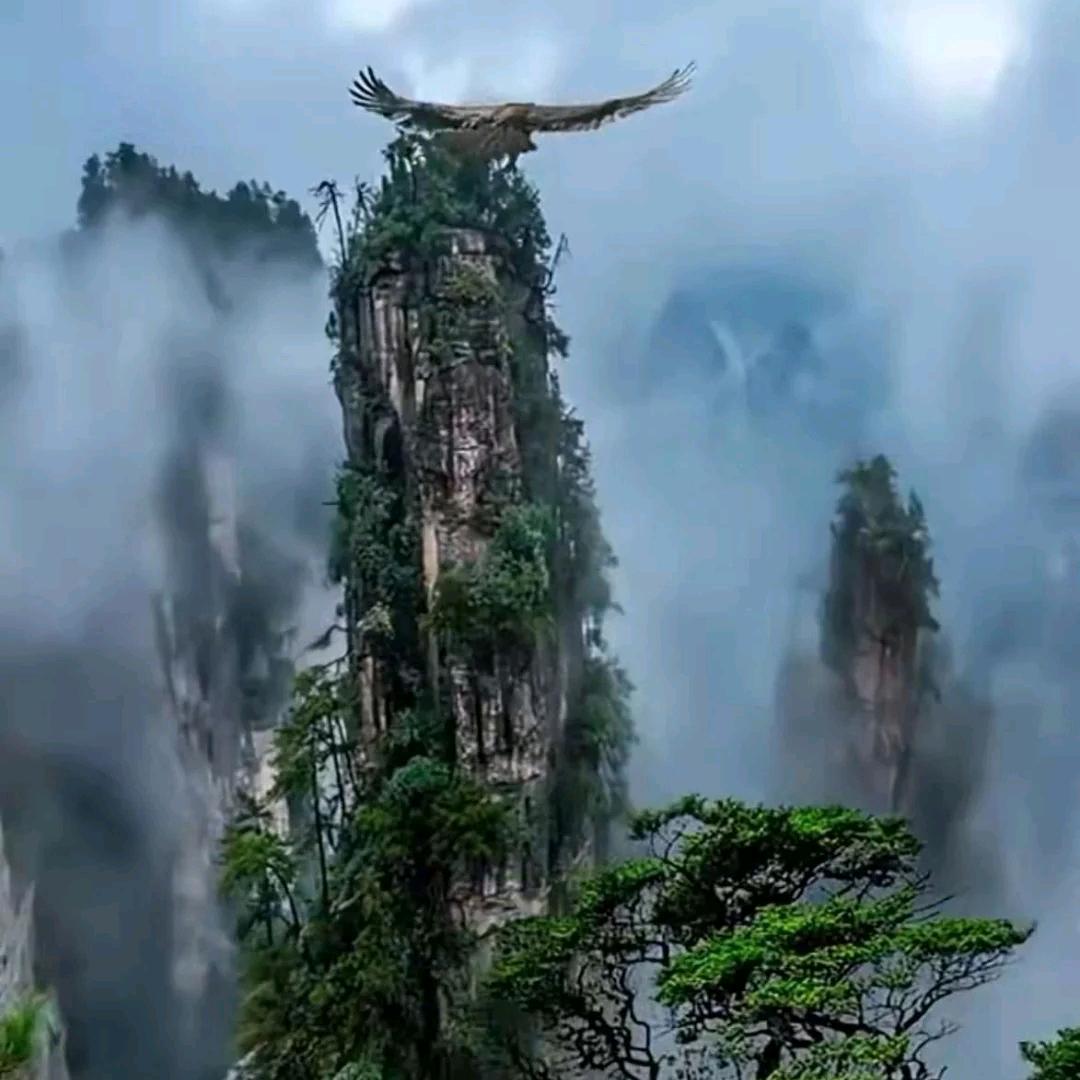 松间悟者
