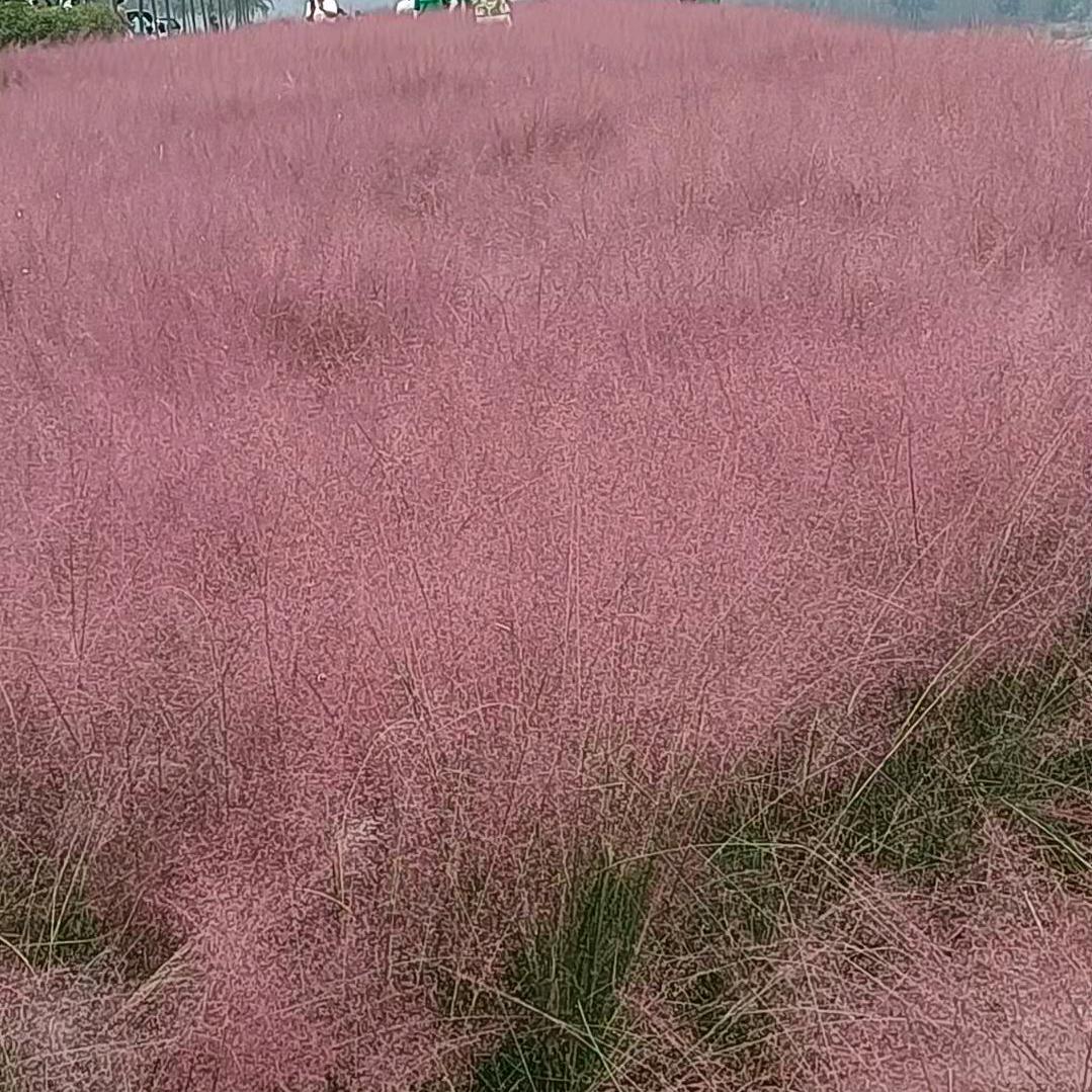 欣茹
