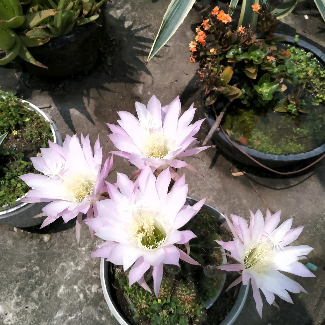 小星星੭ ᐕ)੭*⁾⁾