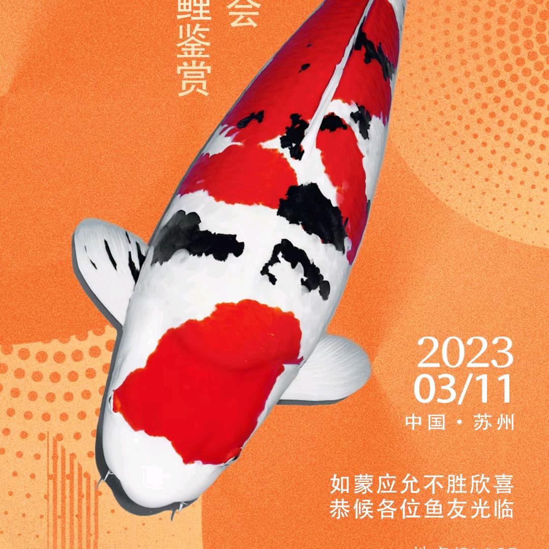 苏信锦鲤