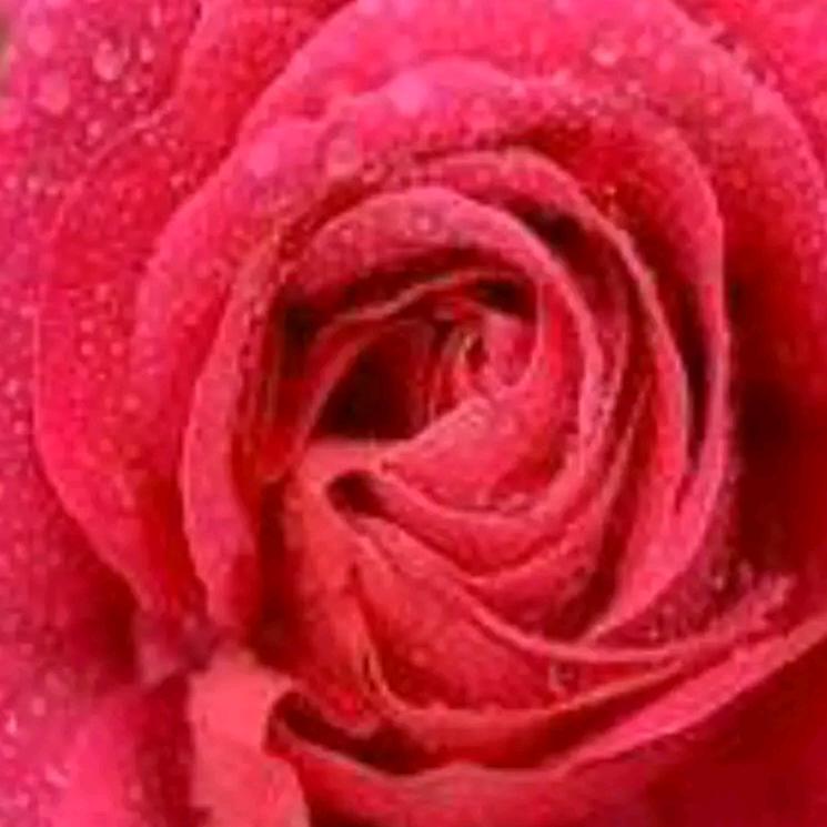 •̥́ ˍ •̀ू 丽(*･´ω`･)