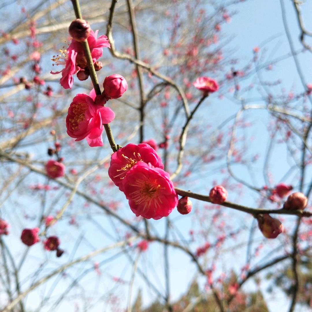 桃李春风一壶酒