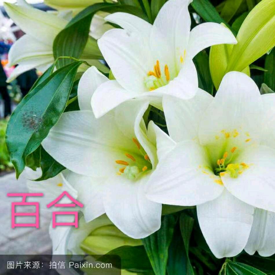 酧山百合