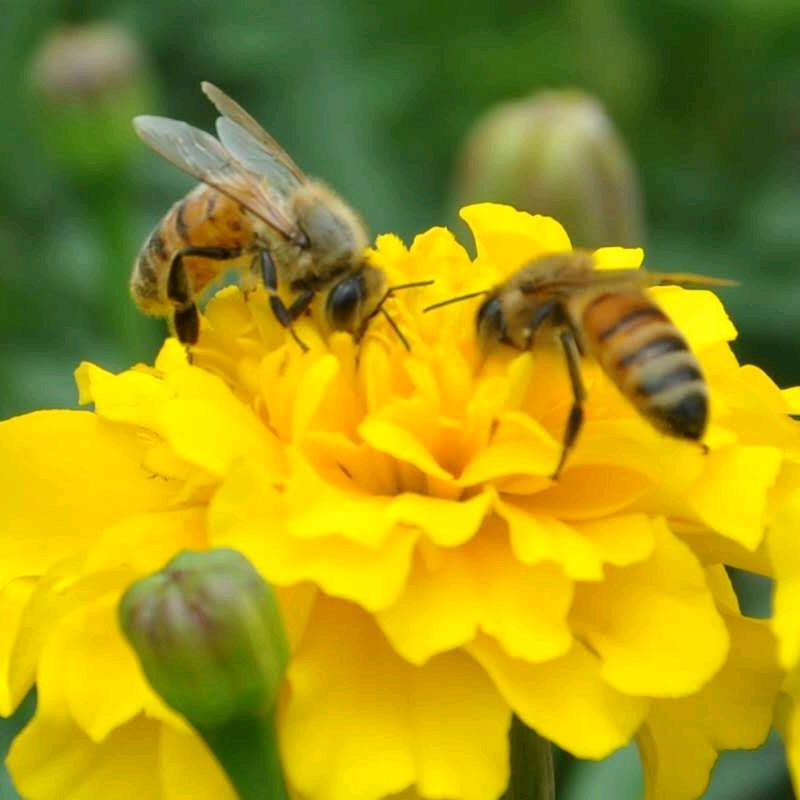 蜂舞在花瓣之间