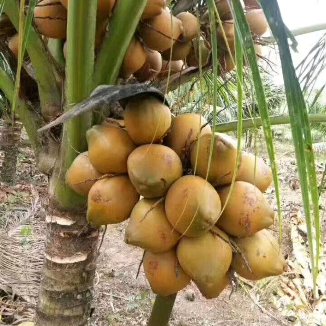 椰子苗批发（小符）