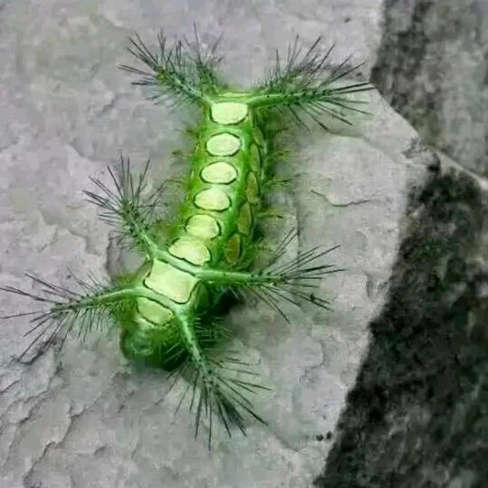 《哥》的世界你不懂
