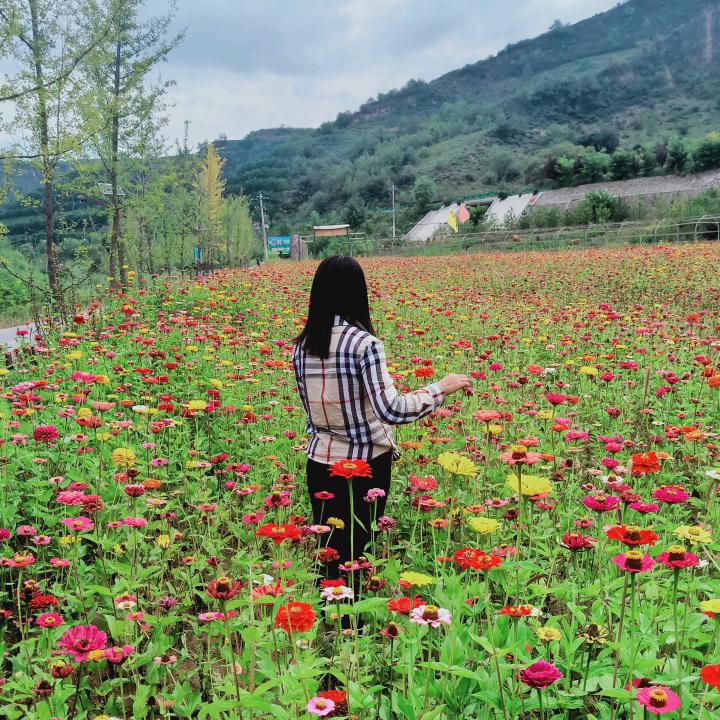 花开半夏%