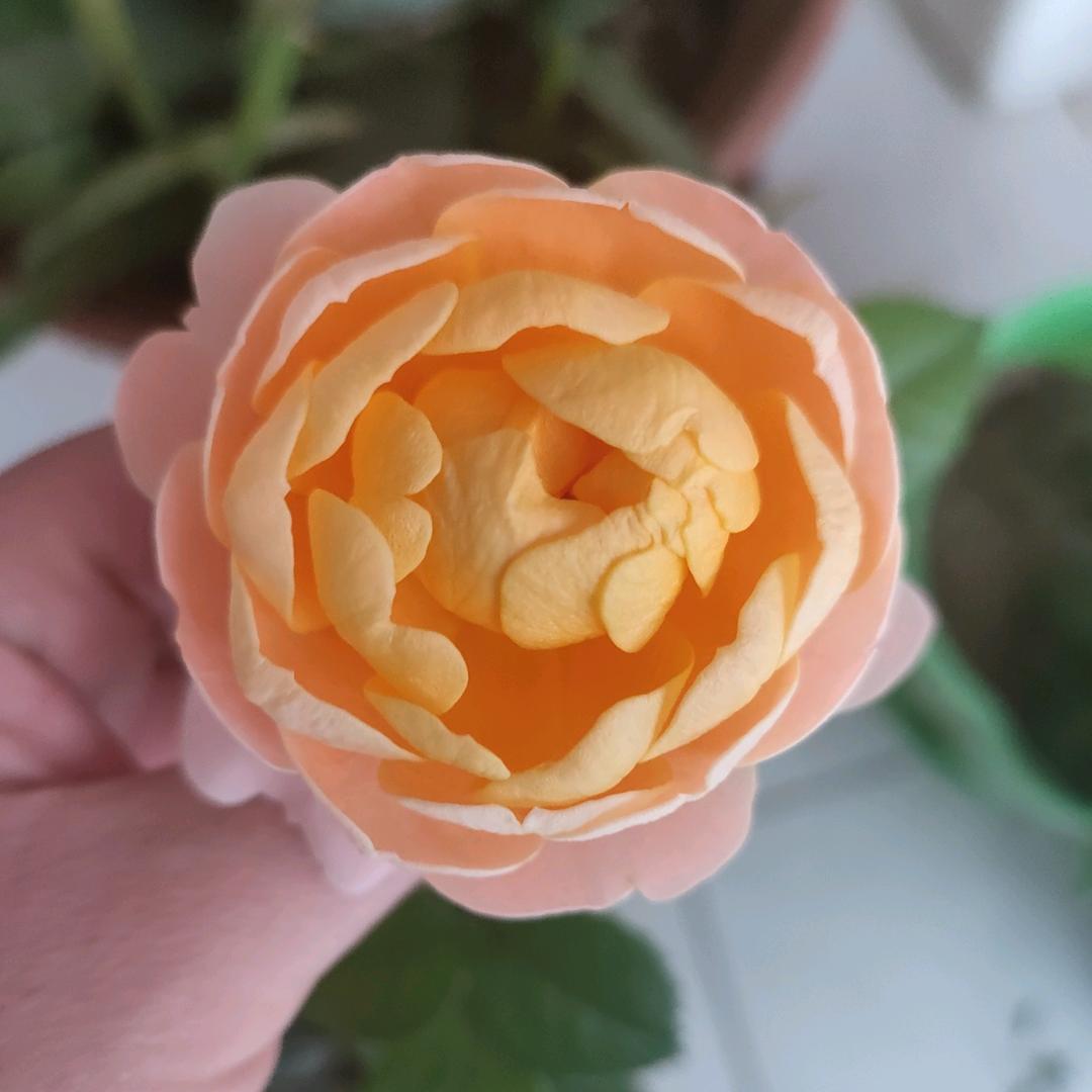 燕儿飞