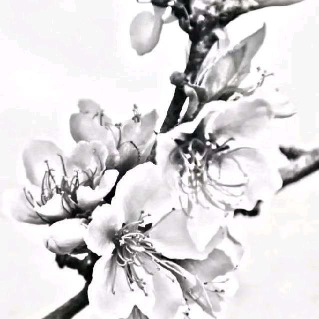 独宠一人