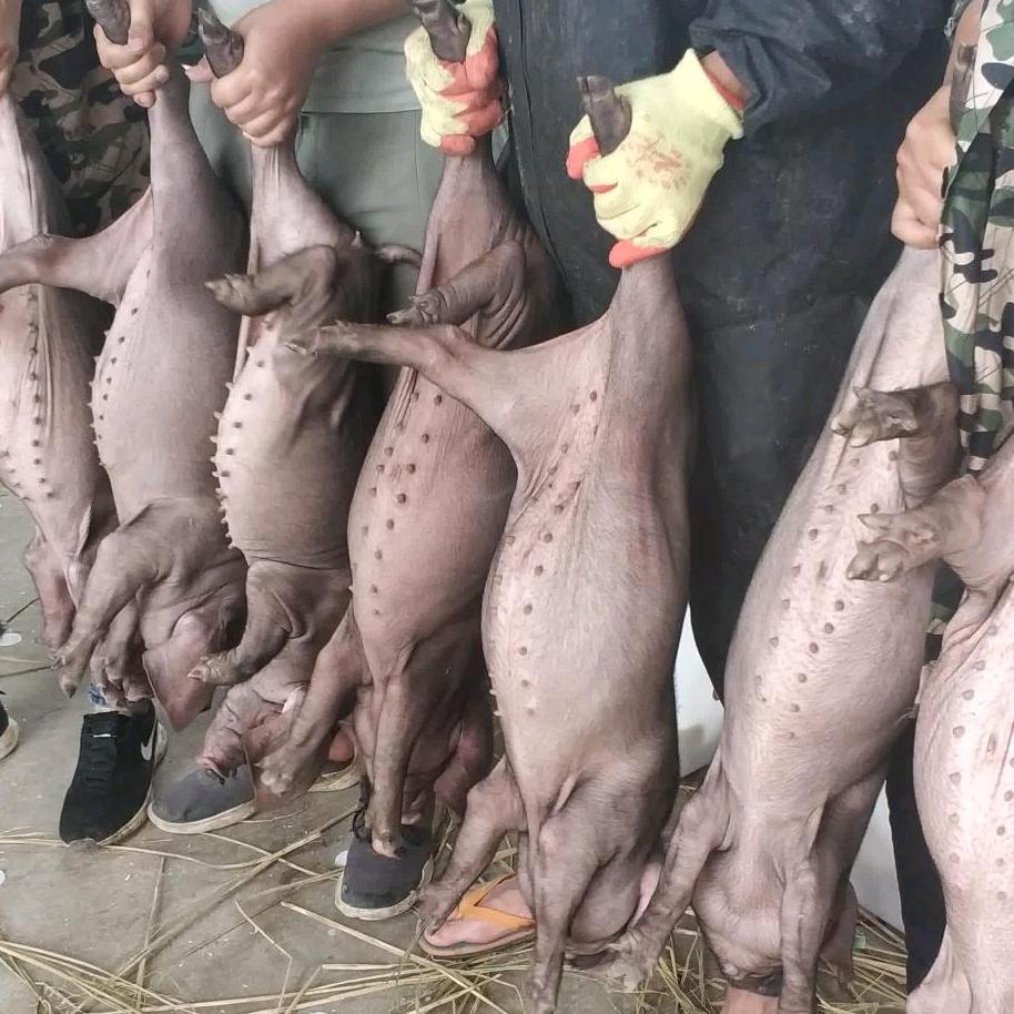山东永盛仔猪销售