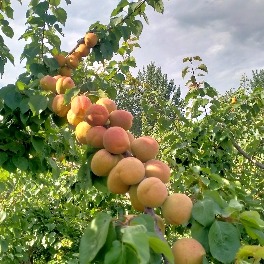 本人有丰源红，凯特杏1553481471