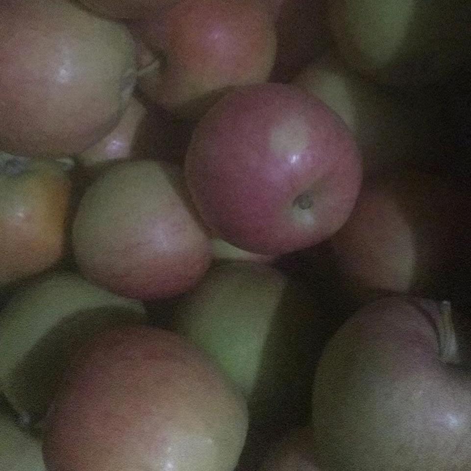 不会飞了的鸟