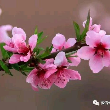 忞俊