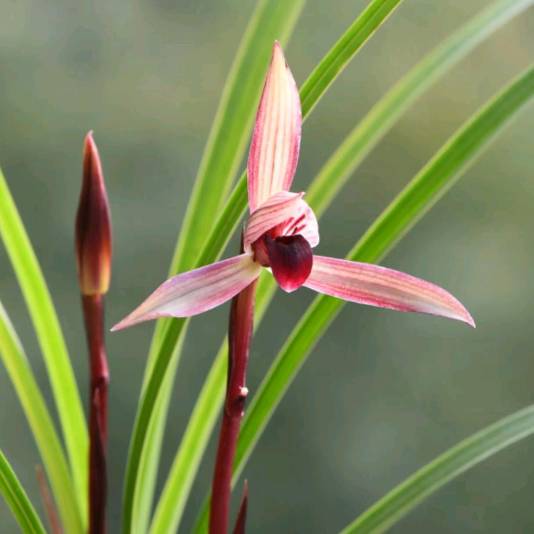 静亭花卉