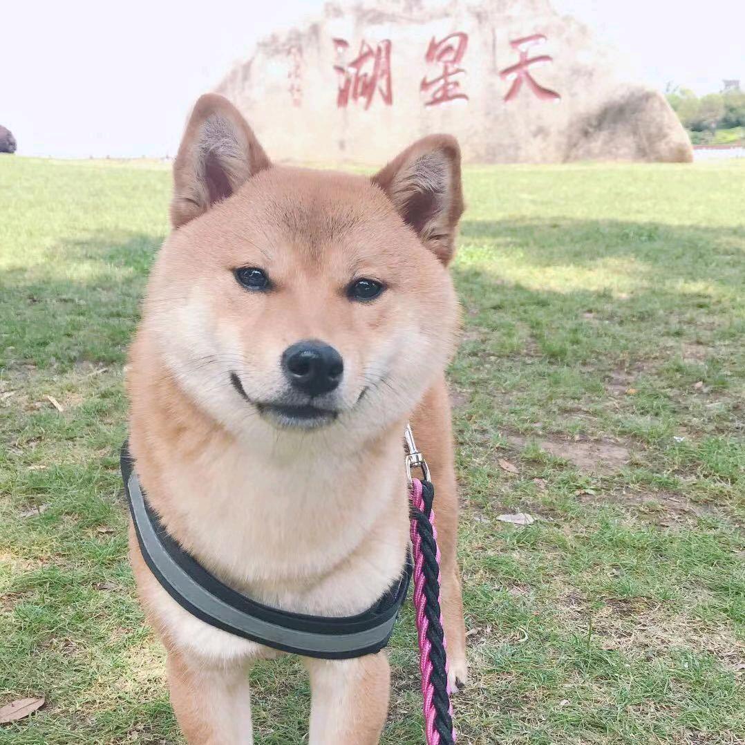 十一妹（豆柴）