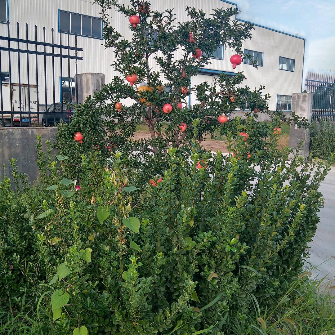 木易杨