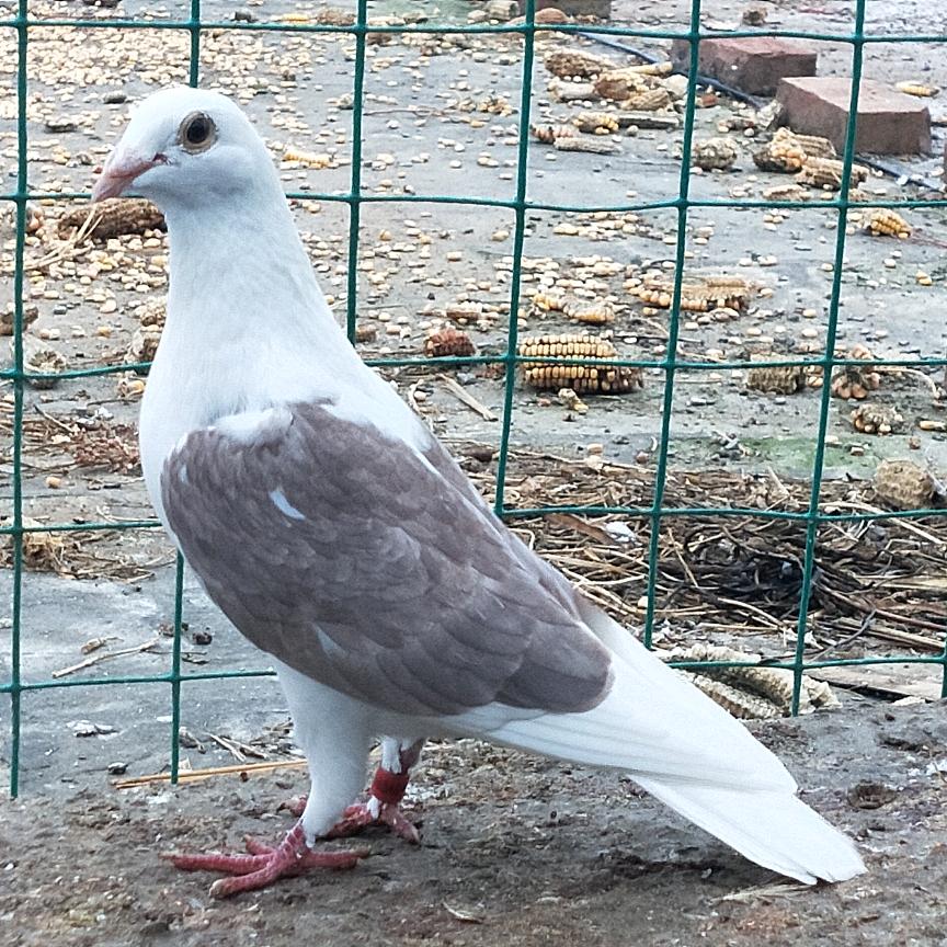 老洪