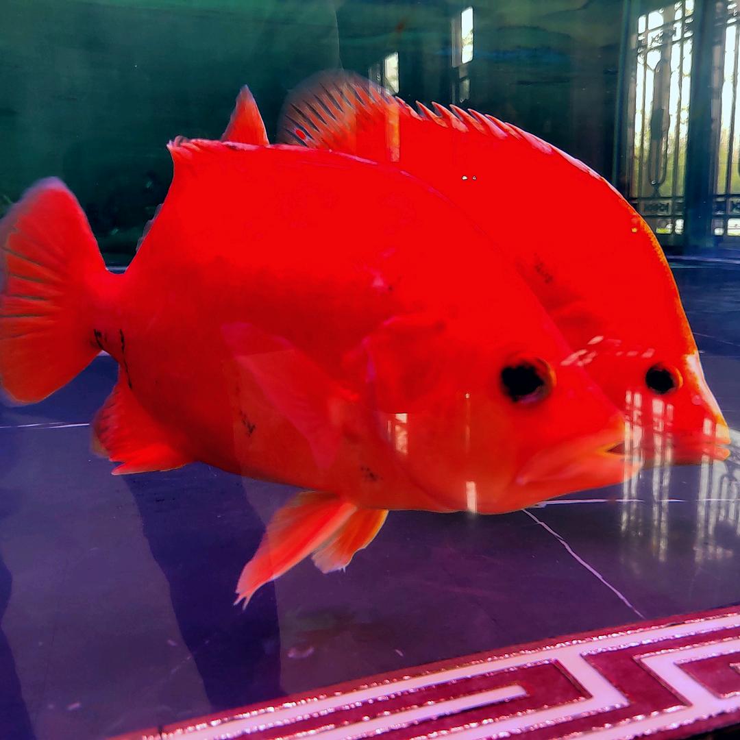 小杨的养鱼日常