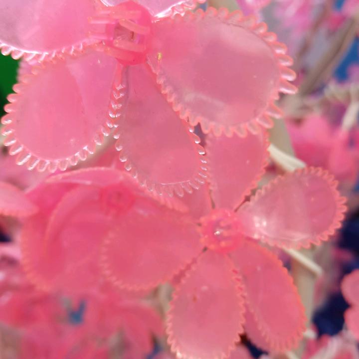大宝二宝