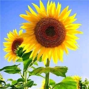 阳光🌻
