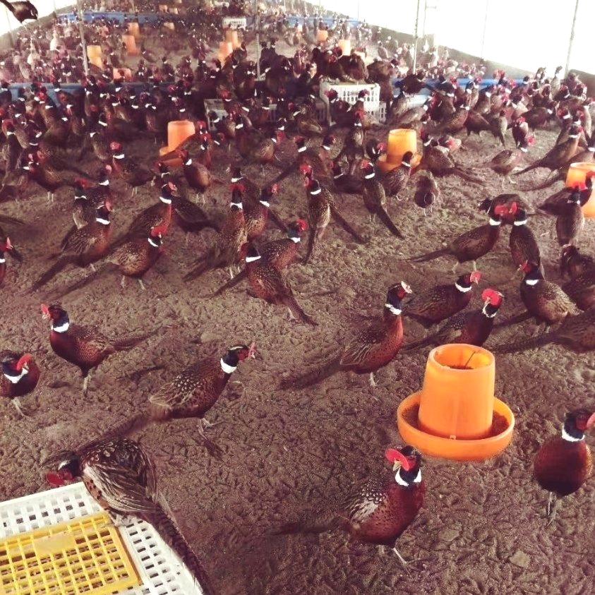 浈江区靓仔养殖基地