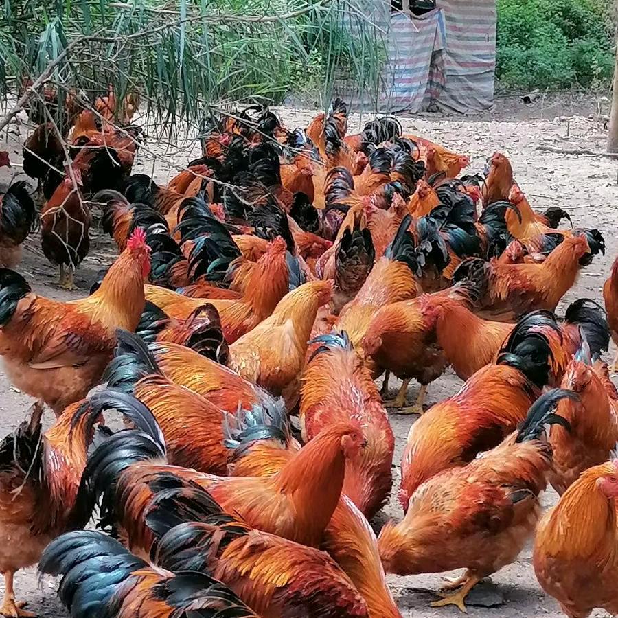 （阉鸡中介）小海！陈仔