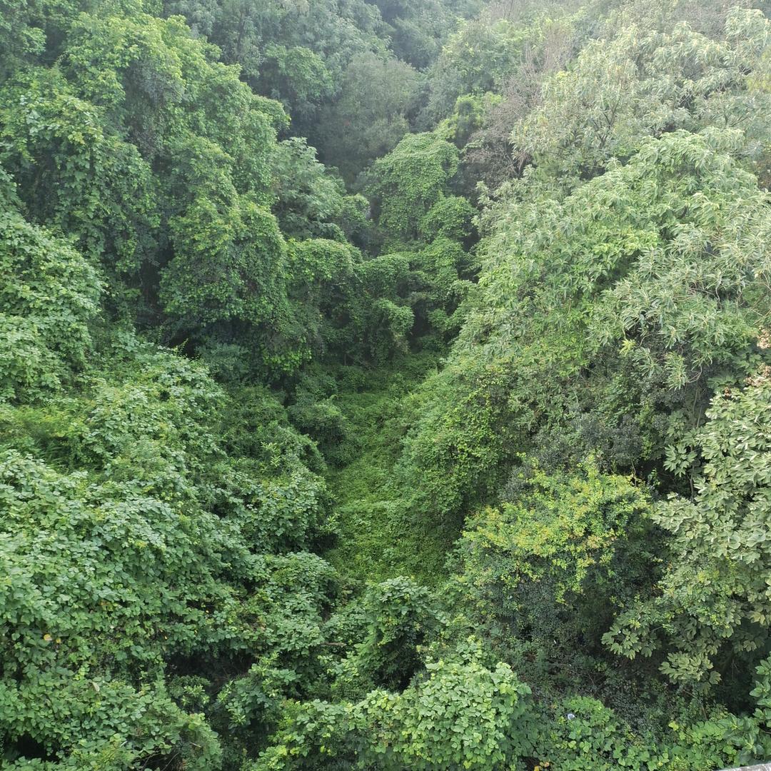 义通白蝶贝加工
