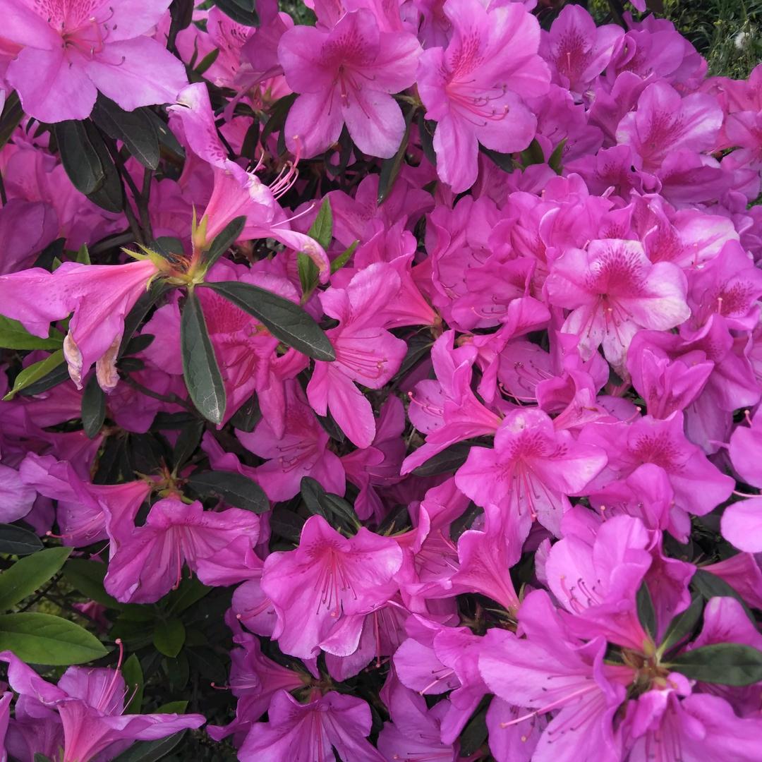 花开花落