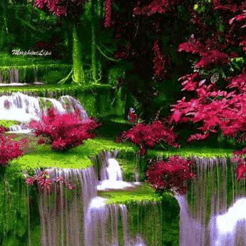 牡丹花