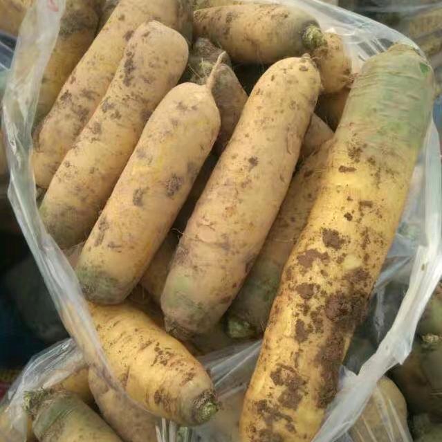 山西黄萝卜供应