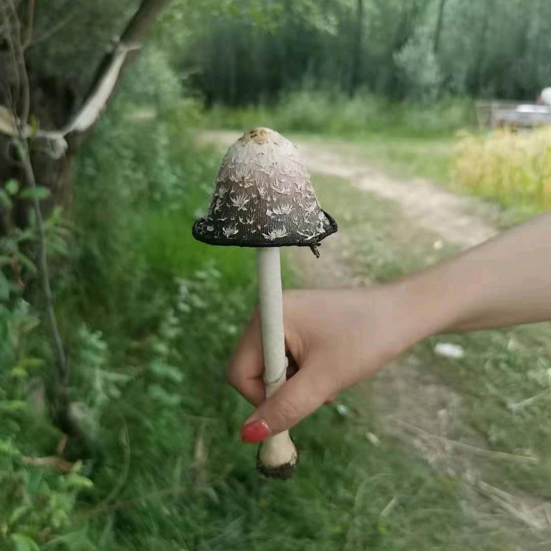 彼岸薔薇
