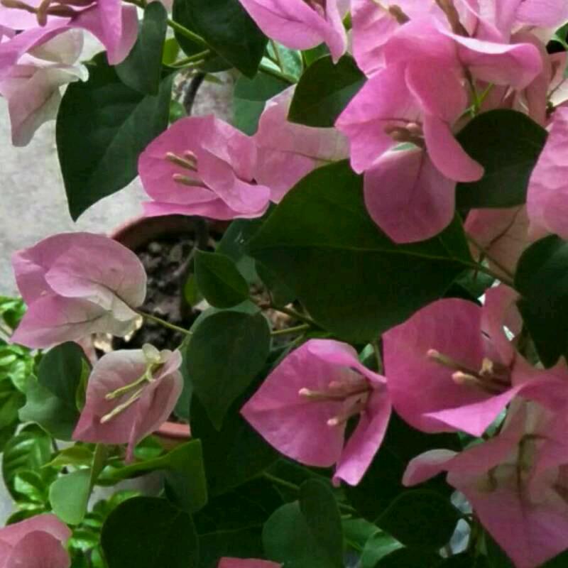 🌹开心就好🌹