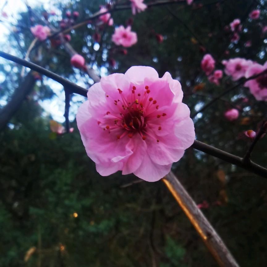 布衣
