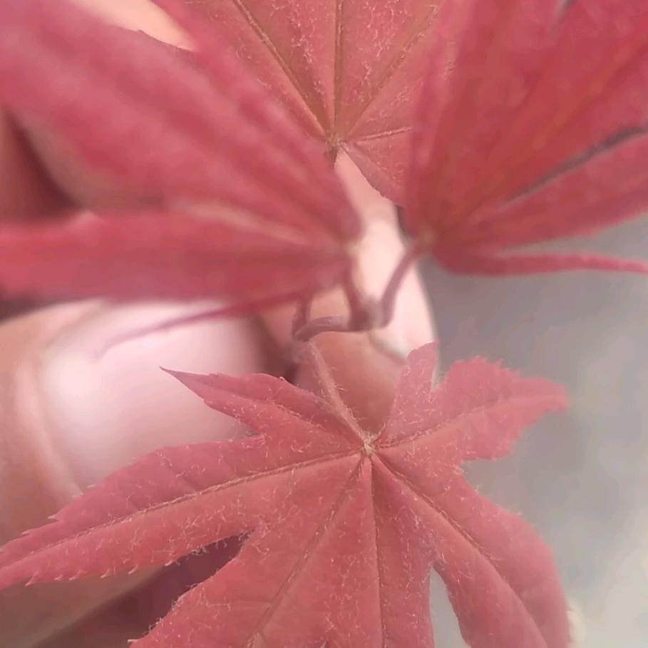 风