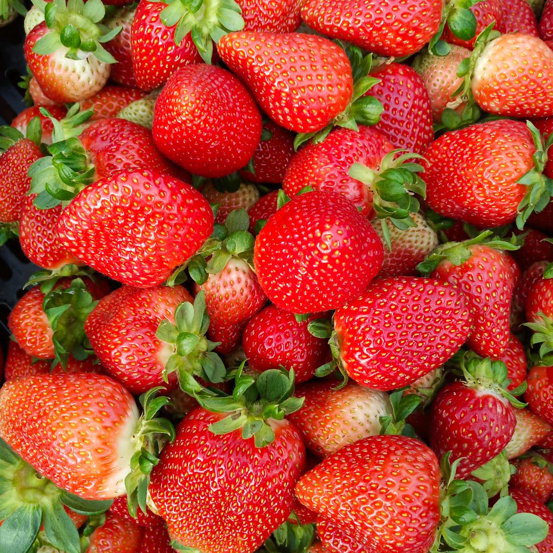 会泽诚信草莓种植小刘哥🍓🍓🍓