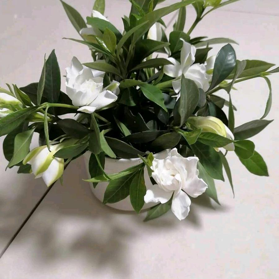 茉莉