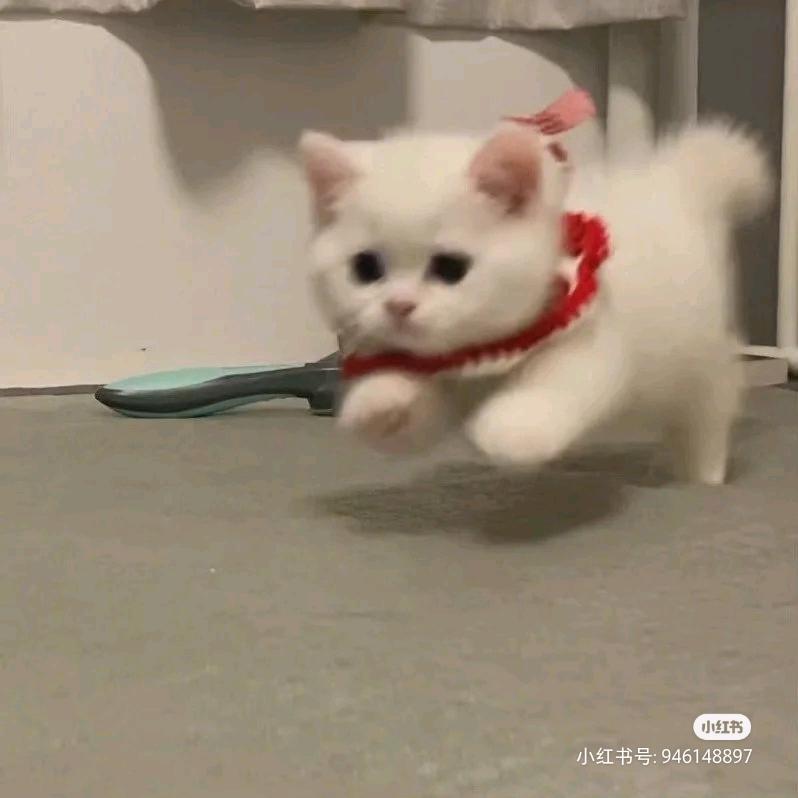 糖