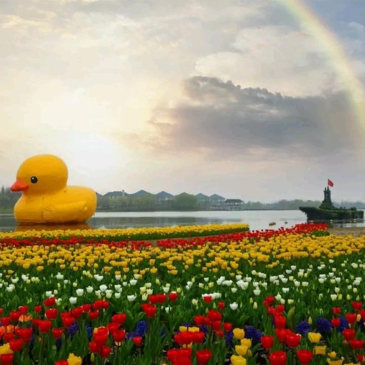 花样的年华