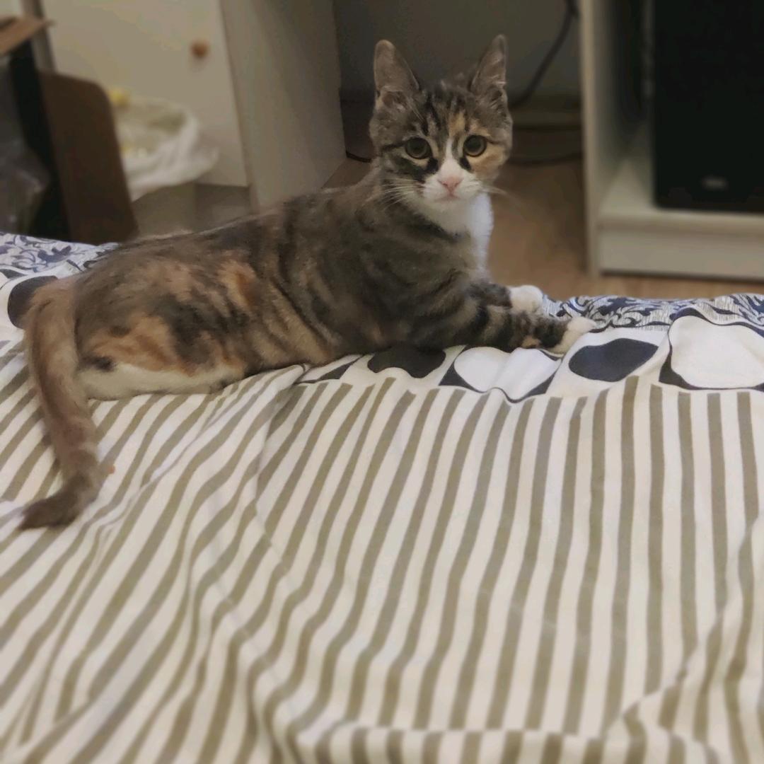 小四儿是只猫