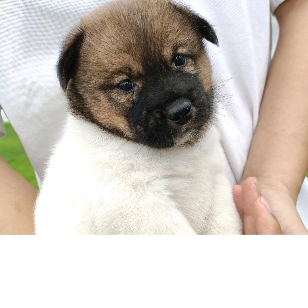 小胖墩小个子增高女鞋店