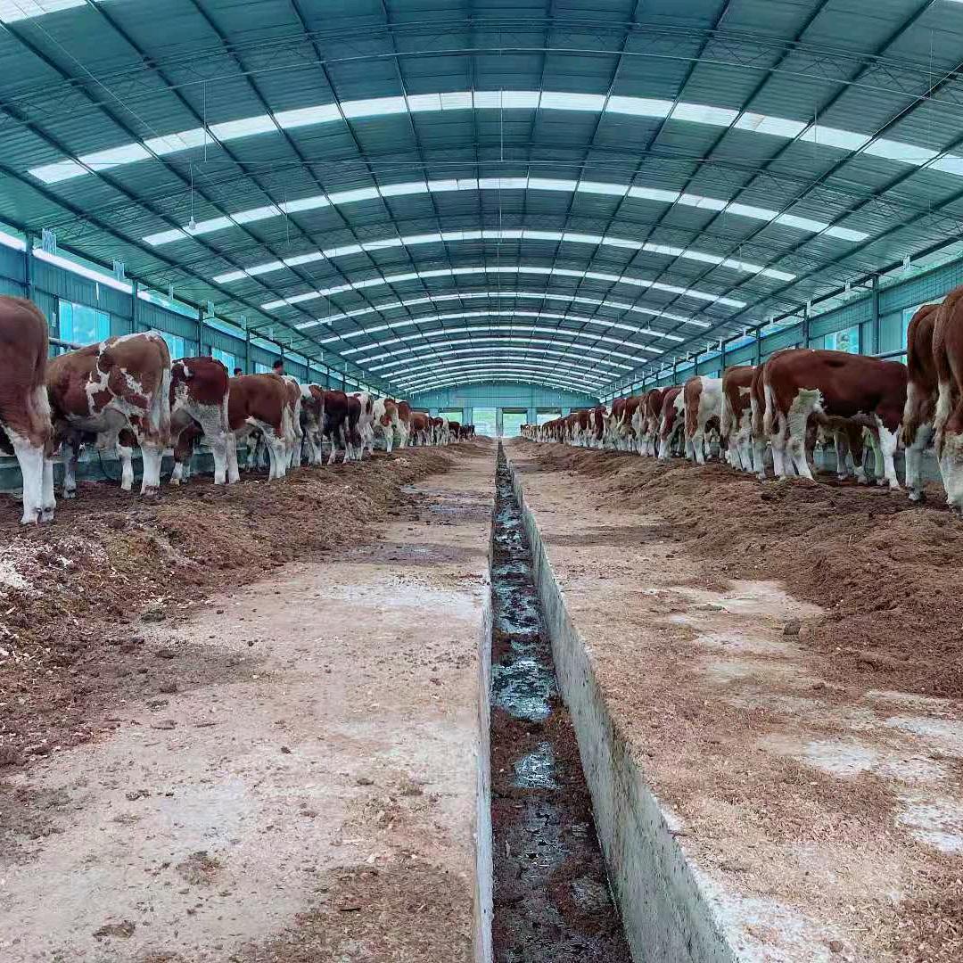 德耀牛场技术李老师在贵州